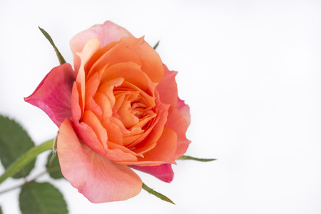 Closeup of a beautiful pink-orange miniature rose on a white background.の写真素材