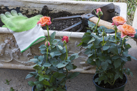 Closeup of a beautiful pink-orange miniature rose plants.