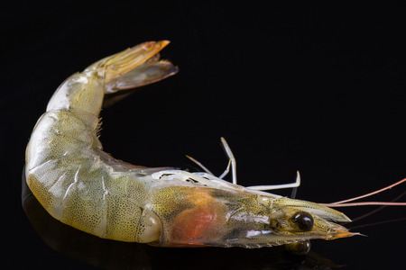 Close up of fresh  raw shrimp on reflecting black background.の写真素材