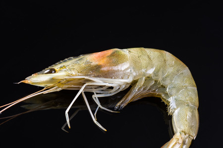 Close up of fresh  raw shrimp on reflecting black background.の写真素材