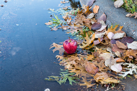 Close up of lost apple in autumn puddle with gold leafs.の写真素材