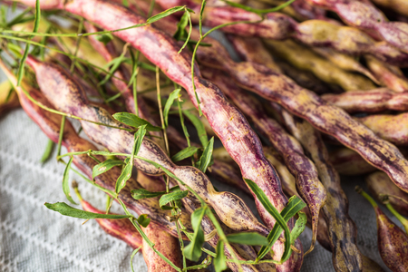 Close up of mesquite beans - ingredient for mesquite bean jelly.の写真素材