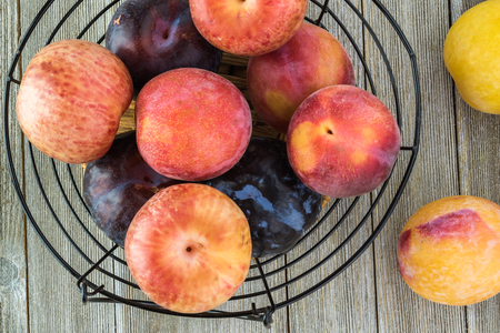 Top view of fresh fruits - assorted plumcots on a wooden background.の写真素材