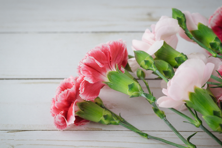 Close up of multicolored carnations for holiday. Greeting card concept. Copy space.の写真素材