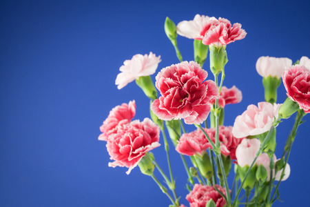 Close up of multicolored carnations for holiday. Greeting card concept. Copy space.の写真素材