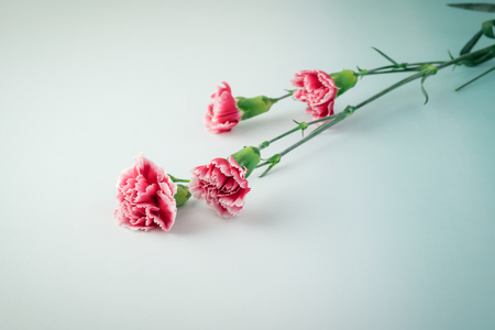 Close up of multicolored carnations for holiday. Greeting card concept. Copy space.の写真素材