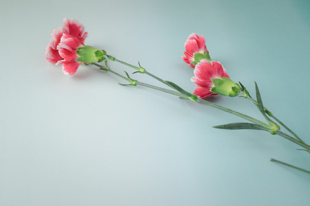 Close up of multicolored carnations for holiday. Greeting card concept. Copy space.の写真素材