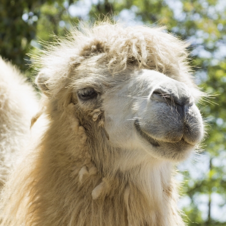 summer shot of the camel in close up (portrait)の写真素材