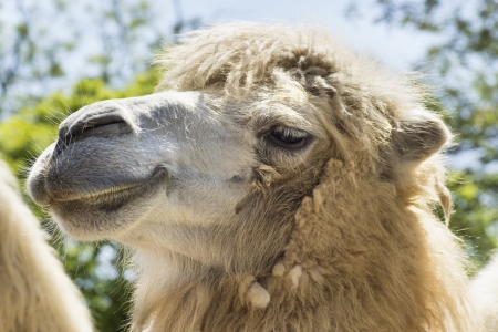 summer shot of the camel in close up (portrait)の写真素材