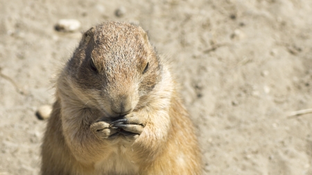Summer close-up shot of the souslik (ground squirrel)