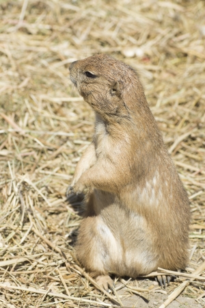Summer close-up shot of the souslik (ground squirrel)の写真素材