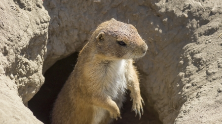 Summer close-up shot of the souslik (ground squirrel)の写真素材