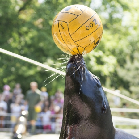 photo of the performance of a seal with ball in the Hungary Zooのeditorial素材