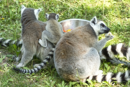 summer photo of the lemur family in the Budapest Zooの写真素材
