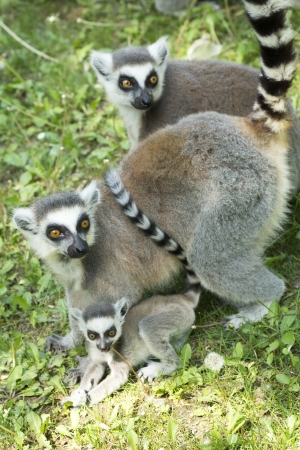 summer photo of the lemur family in the Budapest Zooの写真素材