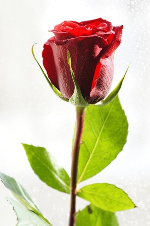 close up shot of beautyful red roseの写真素材