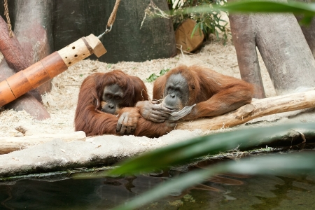 Orangutan couple in Prague Zooの写真素材
