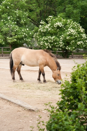 Przewalski's Horse eating peacefully in Prague Zooの写真素材