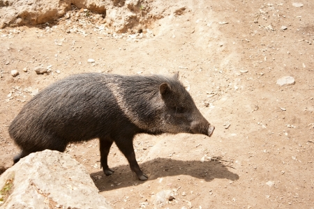 Shot of small wild boar in Prague Zooの写真素材