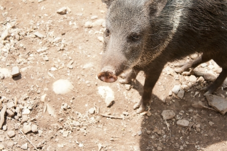 Shot of small wild boar in Prague Zooの写真素材
