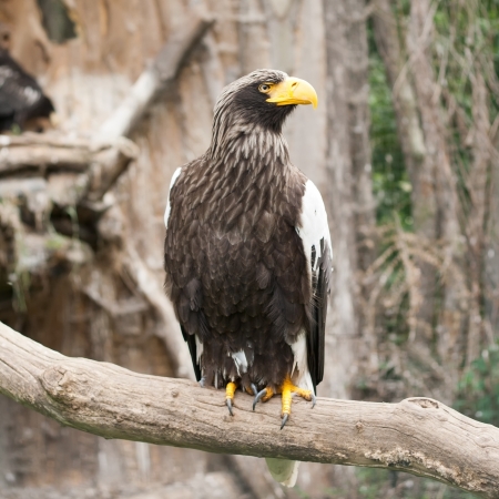Portrait of the graceful eagle in the Prague Zooの写真素材