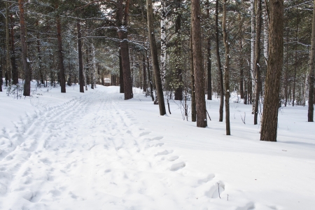 the photo of oad in a wonderful winter forestの写真素材