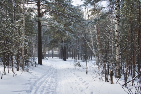 the photo of oad in a wonderful winter forestの写真素材