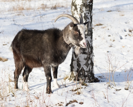 photo of goat pasture in the winter birch forestの写真素材