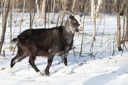 photo of goat pasture in the winter birch forestの写真素材