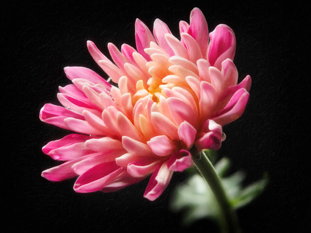 digital art: shiny flower against black backgroundの写真素材