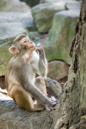 Picture of the old Macaque Rhesus eatingの写真素材