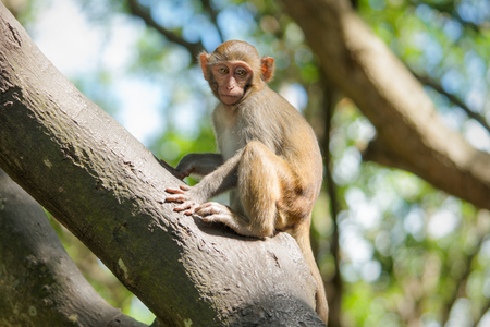 Picture of the Macaque Rhesus babyの写真素材