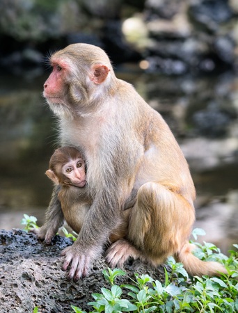 Picture of the Macaque Rhesus familyの写真素材