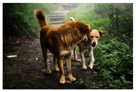 two doggie