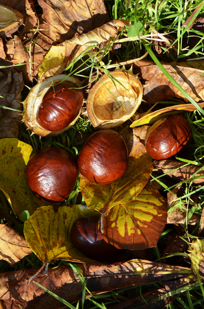 Chestnuts (Aesculus Hippocastanum) lying between grass and leaves at an autumn and sunny dayの写真素材