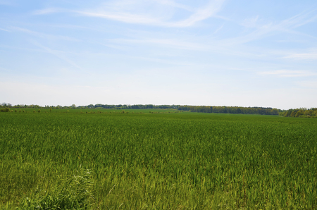 View over green fields in the surrounding countryside of Berlinの写真素材