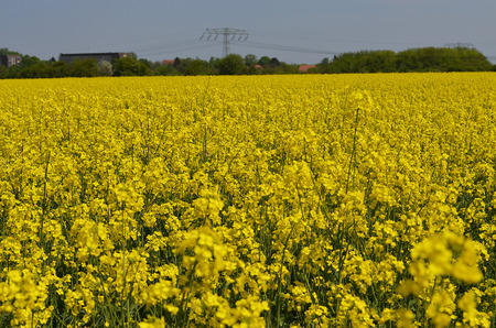 Rape field in the surrounding countryside of Berlin