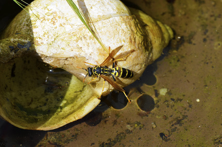 Yellowjacket on a snail shellの写真素材