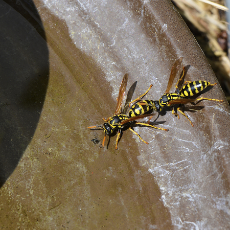 Two yellowjackets at a bird bath