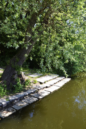 Single tree at shore of a pondの写真素材
