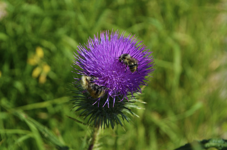 Two bees on a milk thistle