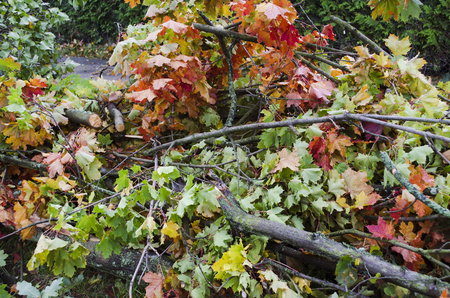 Storm damage with broken branches after hurricane Xavier in Berlin, Germany