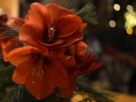 Close-up image from a bouquet of red Amaryllis (Amaryllidaceae), plant genus St. Joseph's lilies (Hippeastrum)の写真素材