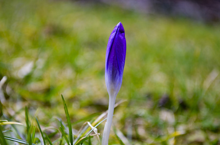 Crocus (Colchicum autumnale) on a meadow, background with bokeh effectの写真素材