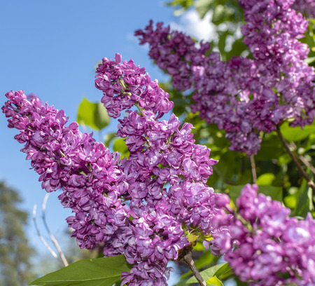 Blossoms of a lilac (genus Syringa) in front of blue skyの写真素材