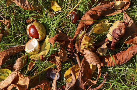 Chestnuts (Aesculus Hippocastanum) lying between grass and leaves at an autumn and sunny dayの写真素材