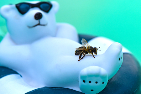 Wet honey bee (Apis mellifica) rescuing from the pool on a plastic polar bearの写真素材