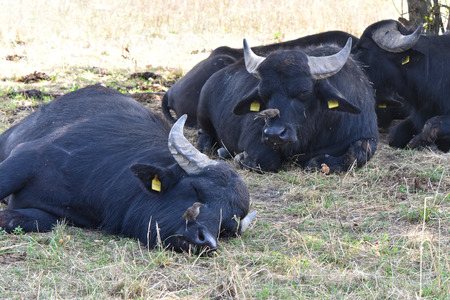 Resting water buffaloes (Bubalus bubalis) with birds sitting on their heads, near the  Trail on the former border between West Berlin and East Berlinの写真素材