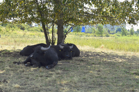 Resting water buffaloes (Bubalus bubalis) in front of industrialized buildings and a highway near the Wall Trail on the former border between West Berlin and East Berlinの写真素材
