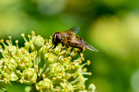 Close up from a hornet mimic hoverfly (Volucella zonaria) on ivy blossomsの写真素材